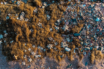 Poster - Background of seaweed and starfish on the sandy shore. Background of many starfish on the beach.