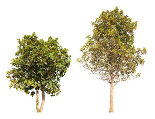 Poster - collection tree PNG transparent background 