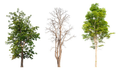 Poster - collection green tree and death tree PNG transparent,  removed original background 