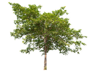 Poster - green tree removed original background, PNG transparent 