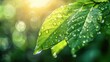 Sunlit dewdrop on green leaf, crisp nature macro, vibrant freshness. Morning dewdrop on leaf, crisp and clear with focused sunlight reflections, set against a lush green springtime backdrop.