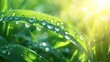 Sunlit dewdrop on green leaf, crisp nature macro, vibrant freshness. Morning dewdrop on leaf, crisp and clear with focused sunlight reflections, set against a lush green springtime backdrop.