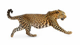 Fototapeta Big Ben - Leopardo no fundo branco