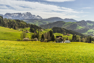 Landscape in the Appenzell Alps, view over a dandelion meadow to the Alpstein mountains with Saentis, Appenzellerland, Canton Appenzell Innerrhoden, Switzerland