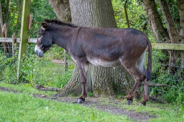 Canvas Print - portrait of a cute brown donkey resting by the trunk of a tree