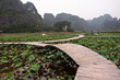 Lotus field in Asia with a footpath in gloomy weather