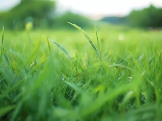 green grass and drops