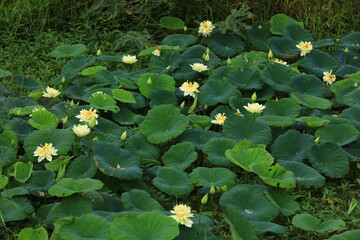 One of the hottest lotus on the international scene, 'Autumn in Moling' has a very bright, true yellow flower that drapes dramatically. It is beautiful when viewed from the side, an extremely heavy bl