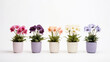 potted flowers isolated against a stark white background