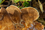 Fototapeta  - Natural closeup on the Giant Polypore fungus, Meripilus giganteus in the forest