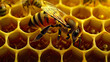 Image of a honey bee on a honeycomb, World Bee Day concept.