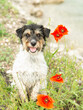 Small Jack Russell Terrier dog does bunny hop in a vibrant blooming poppy field