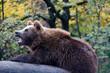 Braunbär (Ursus arctos) ruht auf Baumstamm