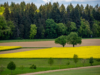 Wall Mural - Bäume und Rapsfelder im Frühjahr