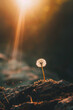 A photograph of a lone dandelion, caught in a shaft of golden sunlight, symbolizing resilience, optimism, and the potential for new beginnings.