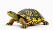 isolated remote-control turtle toy on a white background