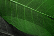 leaf texture close-up. green skeleton leaf