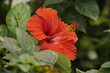 Close-up of hibiscus flowers blooming in the garden