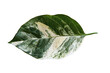 green leaf cutout