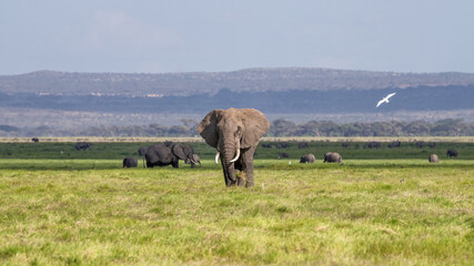 Wall Mural - An elephant grazes the grasslands of Amboseli National Park, Kenya. Wide open space with big blue sky cloudscape.