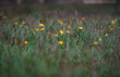 Wild Buttercup Flowers in Spring