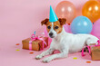 Jack Russell breed dog, hat on his head, birthday, gifts, balloons, on a blue background. An idea for a postcard, advertisement, banner.
