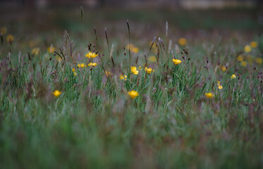 Wall Mural - Wild Buttercup Flowers in Spring