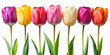 Colorful Tulip flowers in Row of isolated cutout object on transparent background. closeup