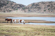 horse by pond in Kusasenri prairie observation, mt. Aso, Kumamoto