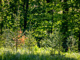 Fototapeta Perspektywa 3d - Wiederaufforstung im Mischwald durch anpflanzen von Jungbäumen