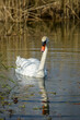 view of a wild white swan in the marshes in spring