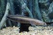 Close up the snakehead fish in fish tank