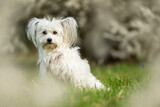 Fototapeta  - Cute white dog with spring blossoms
