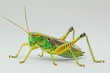 b'A green and yellow katydid on a white background'