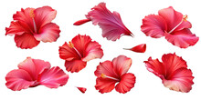 Set Of Red Hibiscus Flowers And Leaves Isolated On Transparent Background, Elements For Design