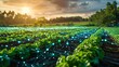 A field of lettuce with a network of glowing dots and lines representing the Internet of Things.