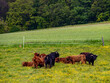 Schottische Hochland Rinder grasen auf einer Weide
