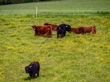 Fototapeta Perspektywa 3d - Schottische Hochland Rinder grasen auf einer Weide