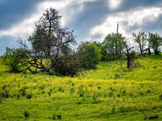 Wall Mural - Bäume im Feld und Mischwald im Frühjahr