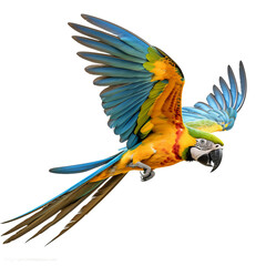 Wall Mural - blue and yellow macaw on white background