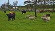 Cattle and sheep on a pasture in Vigre in Norway, Europe

