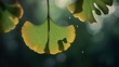 Ginkgo leaf, illuminated by sunlight, casts shadow of frog perched on its stem. Leafs vibrant green hue contrasts beautifully with darker background. Water droplets falling, capturing light.