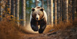 Angry brown bear runs in the woods towards the camera.