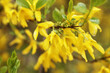 Forsythia bush background. Closeup flower flakes. Branch of flowers. Yellow color plant. Spring floral texture.