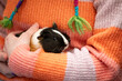Guinea pig held by a person, close up