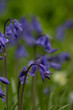  English bluebells in a Cornish garden