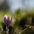 Crocus purple flower in the woods. Strong bokeh and the sunlight create strange forms in the background.