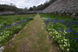 The walled garden at Penrose Cornwall 