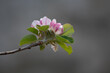 Apple blossom in a Cornish garden
