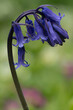 Macro image of an English bluebell in Cornwall
